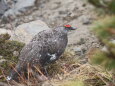 蝶ヶ岳の雄雷鳥4