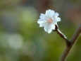 子福桜