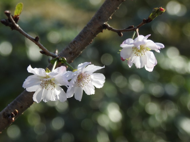 十月桜