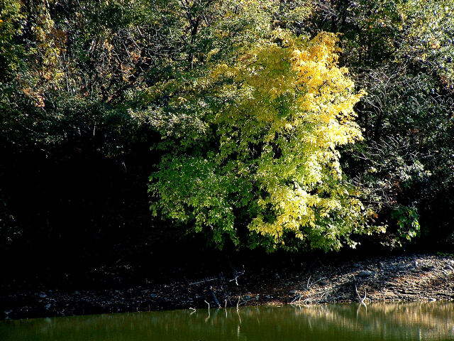 大池の紅葉