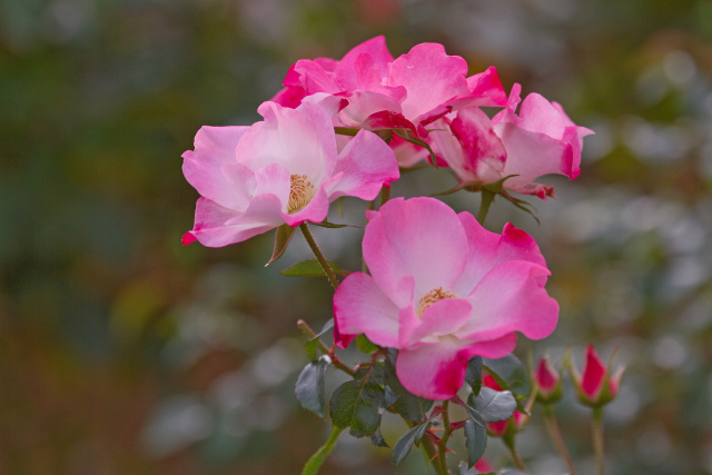 花がすみ