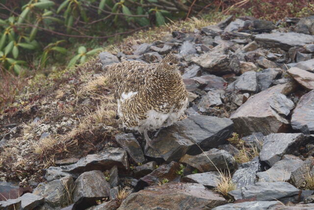 蝶ヶ岳の雌雷鳥3