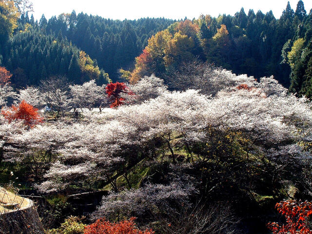 小原の四季桜