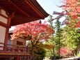 晩秋の毛越寺