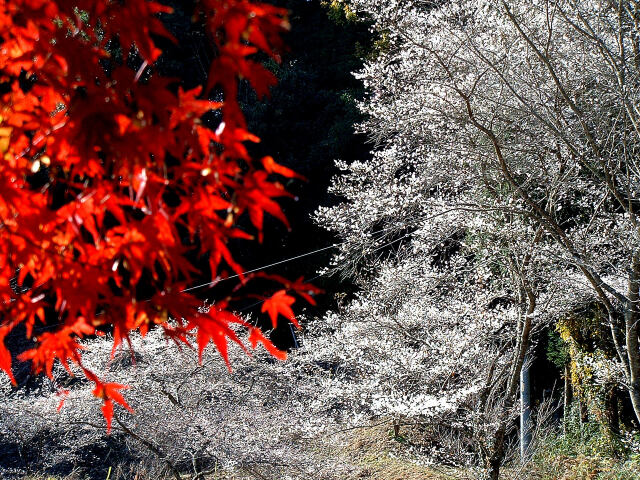 四季桜と紅葉