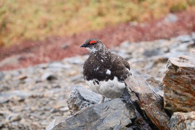 蝶ヶ岳の雄雷鳥5