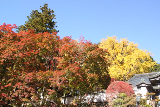 青い空と紅葉