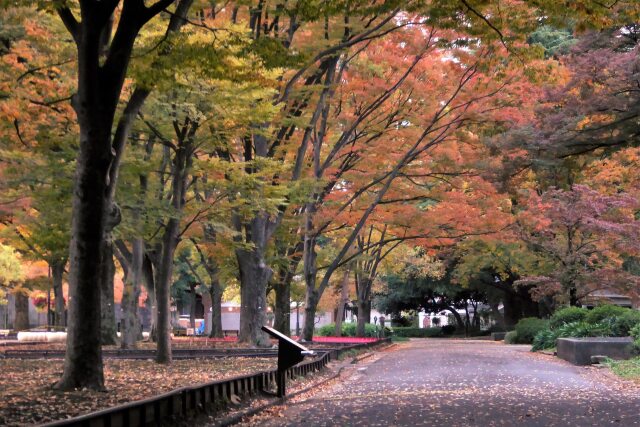 晩秋の日比谷公園