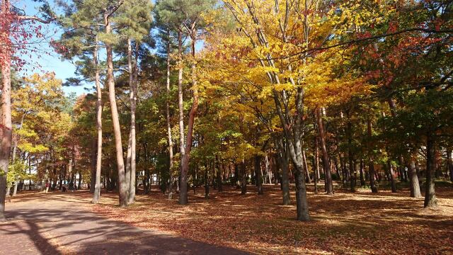 紅葉見頃の松本