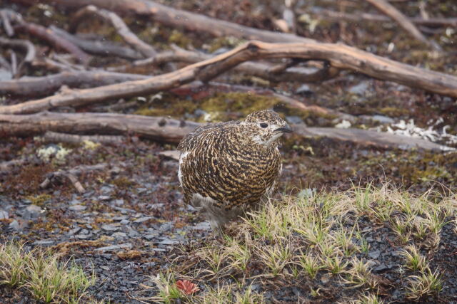 蝶ヶ岳の雌雷鳥4