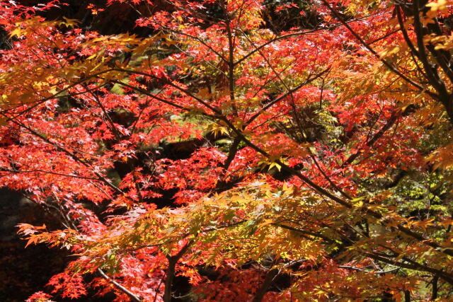 木立中の紅葉