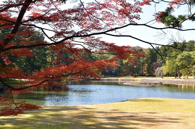 毛越寺大泉が池