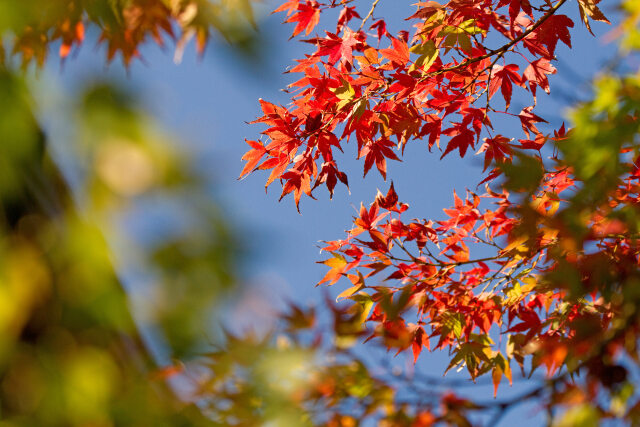 散歩道の紅葉