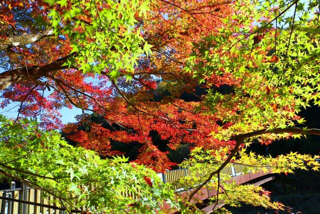 香嵐渓19年11月20日