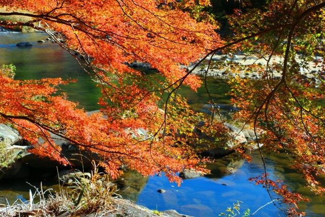 香嵐渓19年11月20日