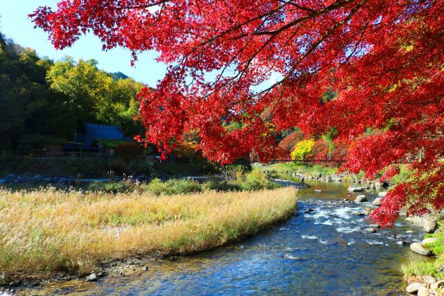 香嵐渓19年11月20日