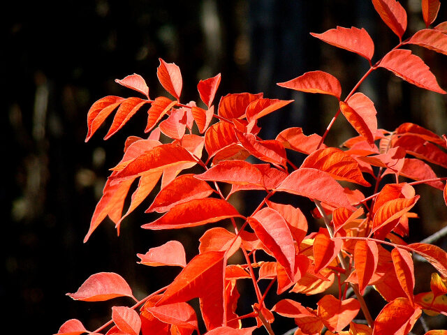 深沢の紅葉