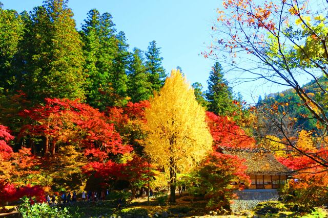 香嵐渓19年11月20日