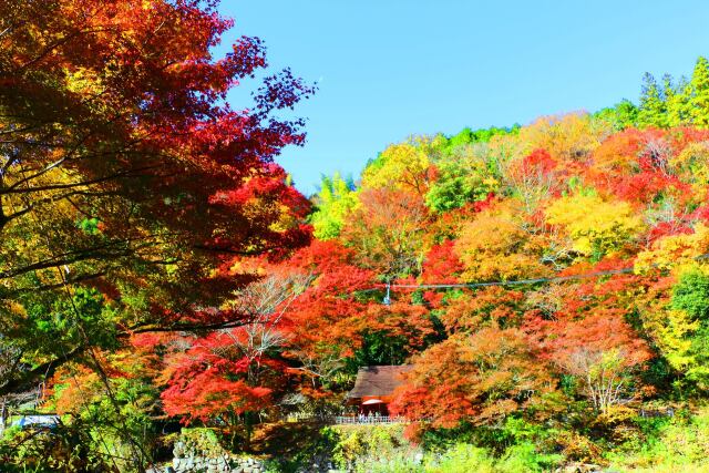 香嵐渓19年11月20日