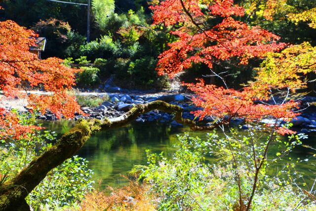 秋の香嵐渓