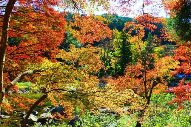 秋の香嵐渓