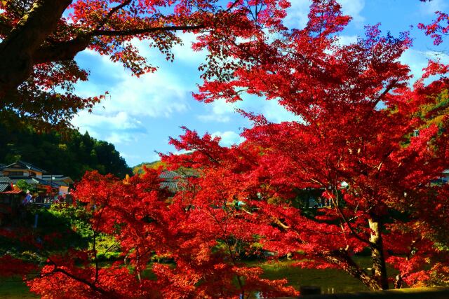 秋の香嵐渓