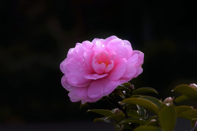 近所の家の山茶花