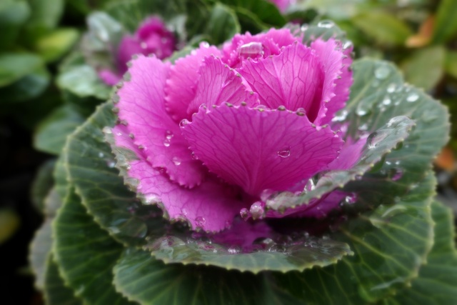 雨に濡れた葉牡丹