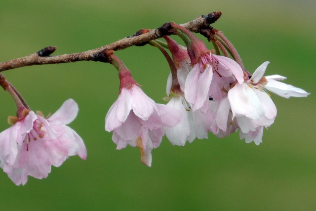 十月桜