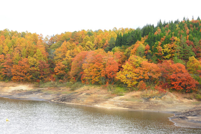 湖畔の森の紅葉3