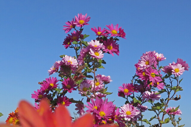 満開の菊