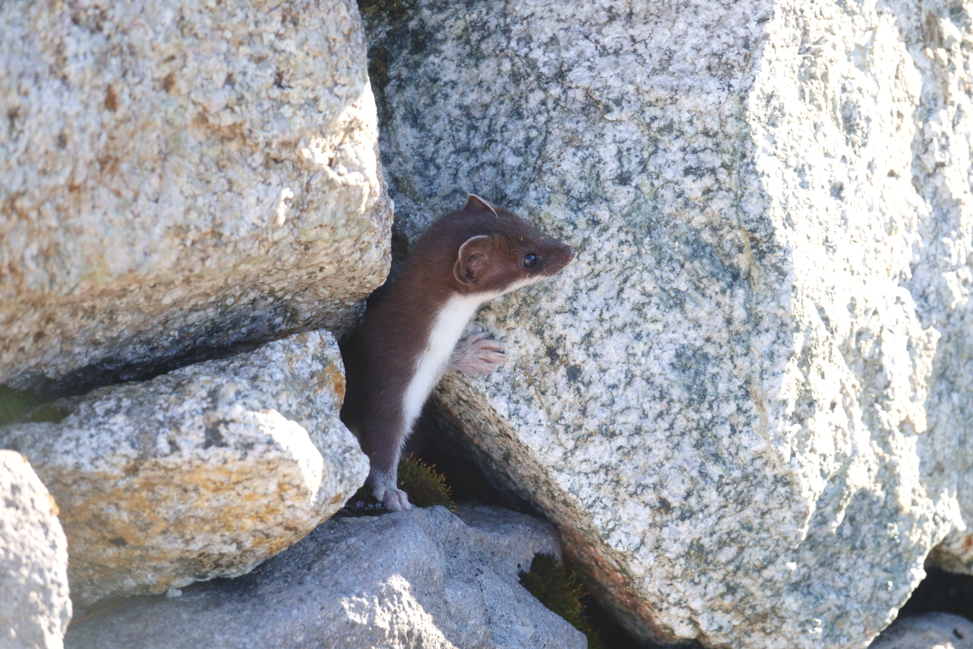 動物 その他 オコジョ君4 壁紙19x1280 壁紙館