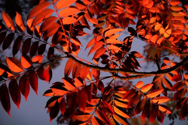 ハゼノキの紅葉