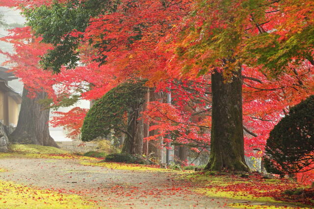 朝霧と紅葉