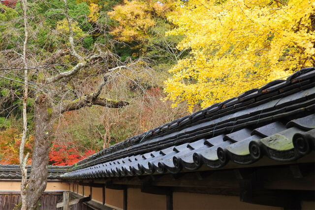 紅葉 石谷家の庭で