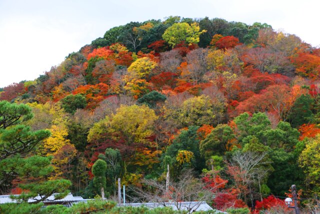 嵐山19年11月29日