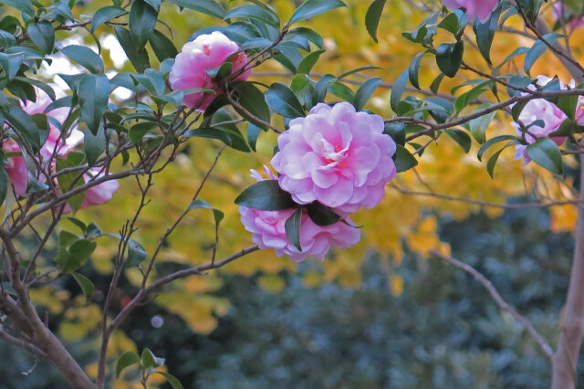 山茶花