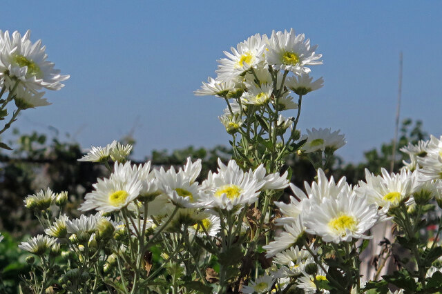 満開の菊