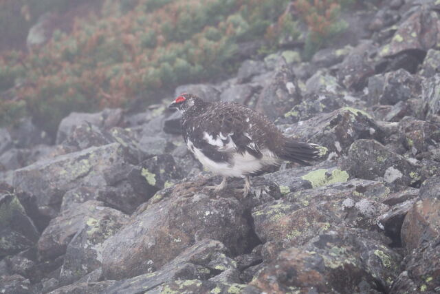 蝶ヶ岳の雄雷鳥7