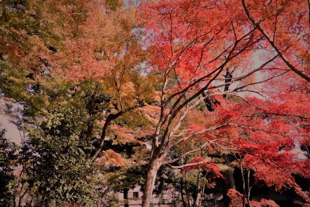 太田黒公園の紅葉