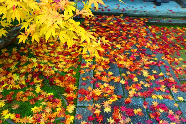 妙心寺19年11月29日