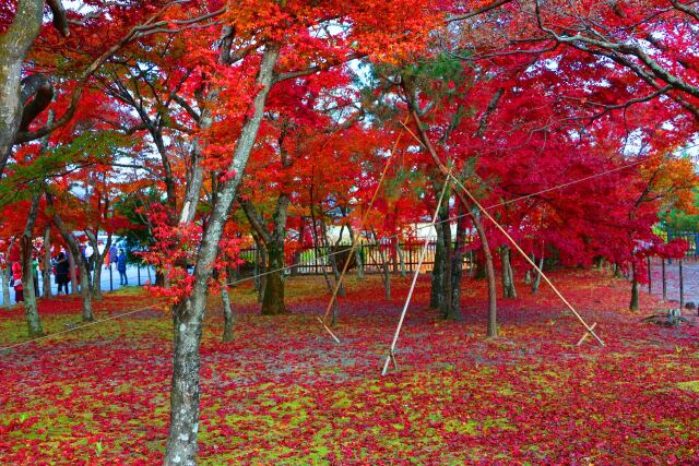 天龍寺19年11月29日