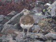 蝶ヶ岳の雌雷鳥8