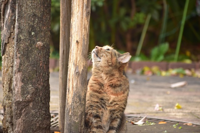 木の上が気になる