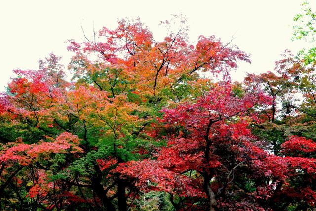 九品仏浄真寺の紅葉