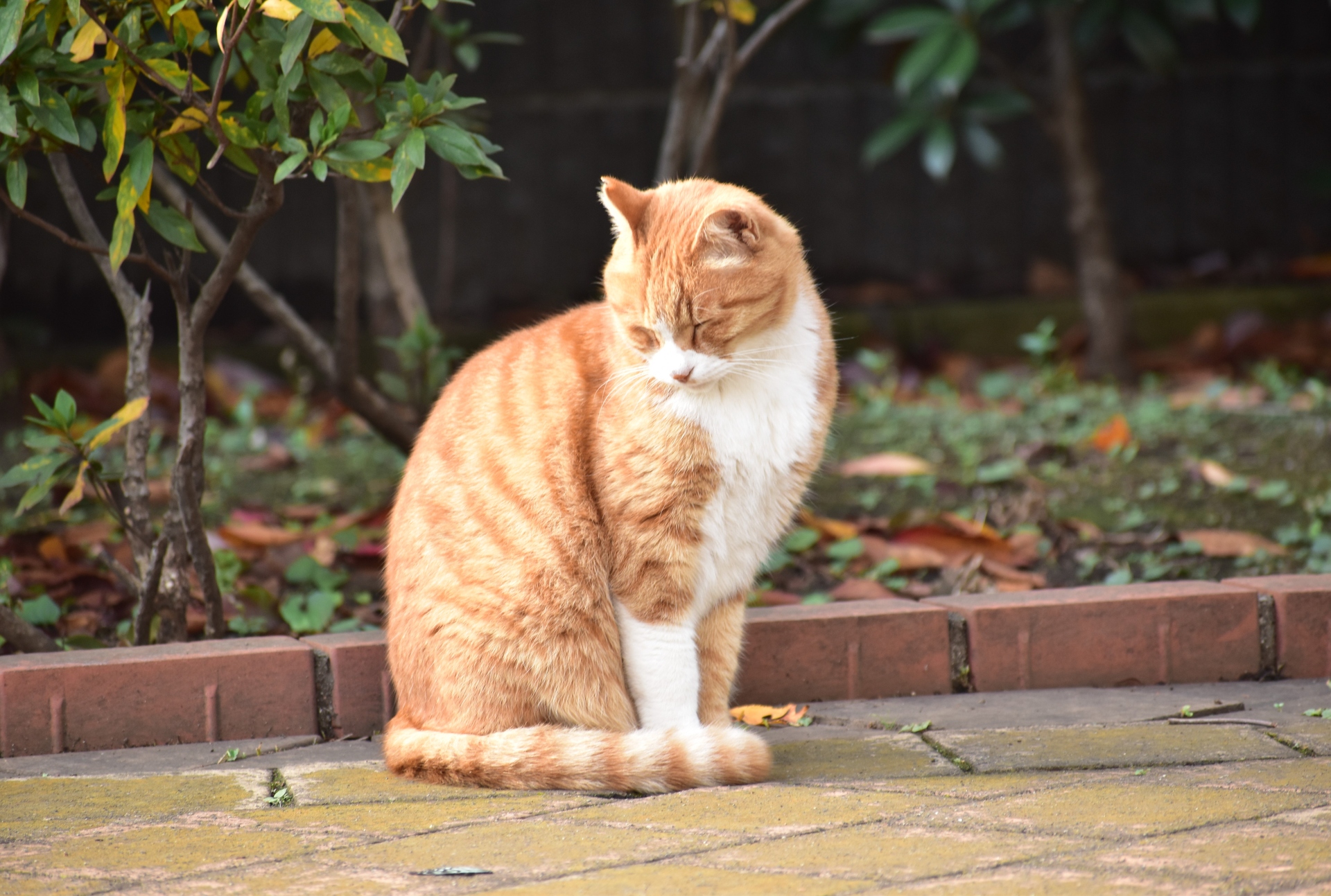 動物 猫 しっぽ巻き座り 壁紙19x1293 壁紙館