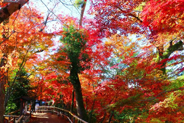 北野天満宮紅葉