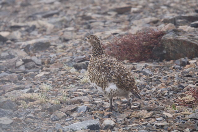 蝶ヶ岳の雌雷鳥9