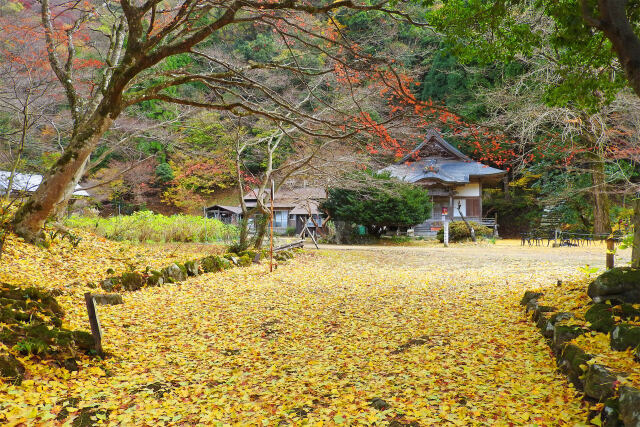 清徳寺 晩秋 落葉