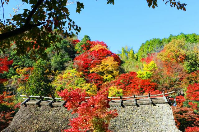 香嵐渓紅葉